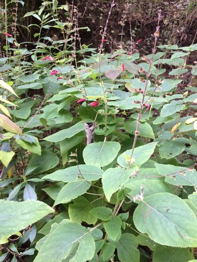 Salvia tubifera, photographed by Neptalí Ramírez Marcial