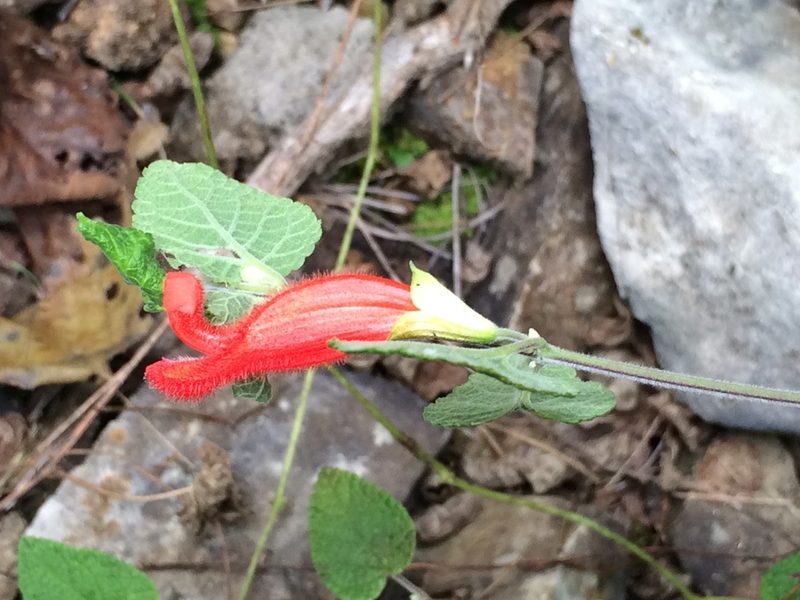 Salvia disjuncta, photographed by Neptalí Ramírez Marcial
