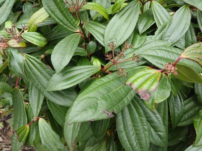 Viburnum davidii, photographed by SK53