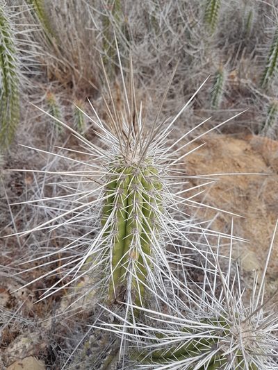 Eulychnia castanea, photographed by Javier Conejeros Gastó