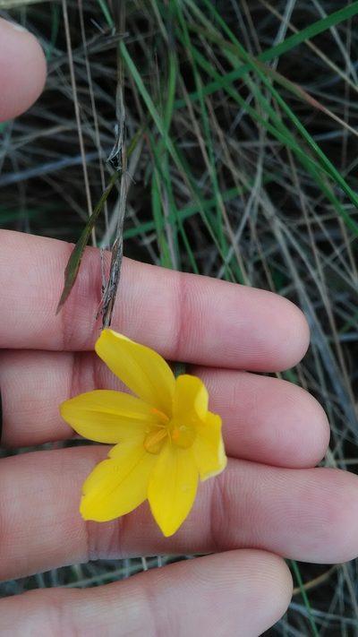 Sisyrinchium vaginatum, photographed by Márcia Martins
