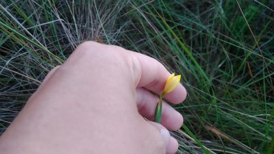 Sisyrinchium vaginatum, photographed by Márcia Martins