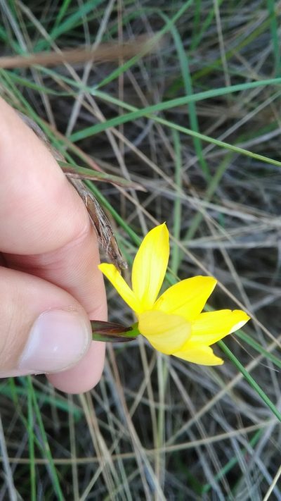 Sisyrinchium vaginatum, photographed by Márcia Martins