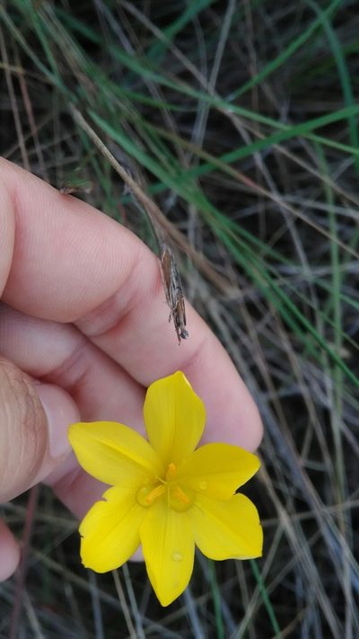 Sisyrinchium vaginatum, photographed by Márcia Martins
