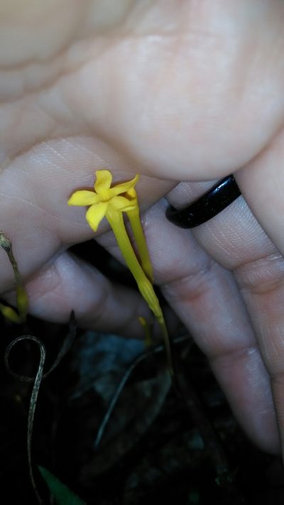 Voyria aphylla, photographed by Márcia Martins