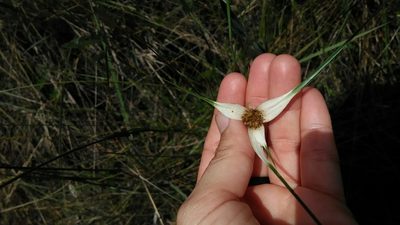 Rhynchospora consanguinea, photographed by Márcia Martins