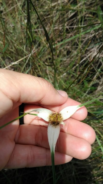 Rhynchospora consanguinea, photographed by Márcia Martins