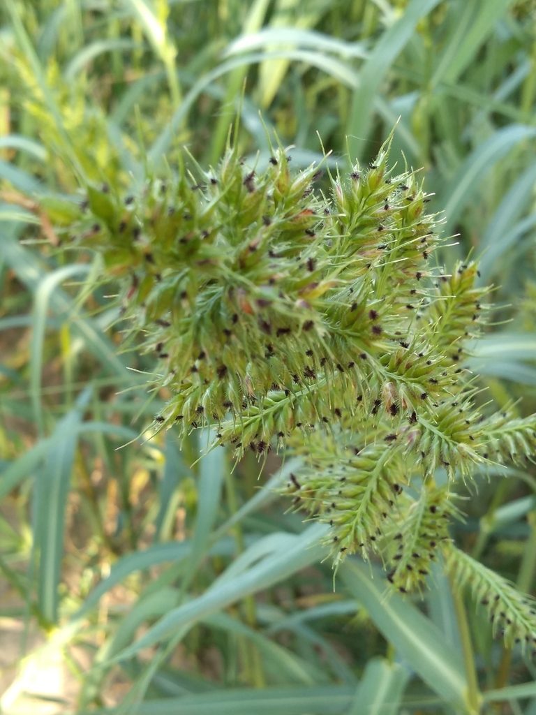 Echinochloa polystachya, photographed by Leonel Roget