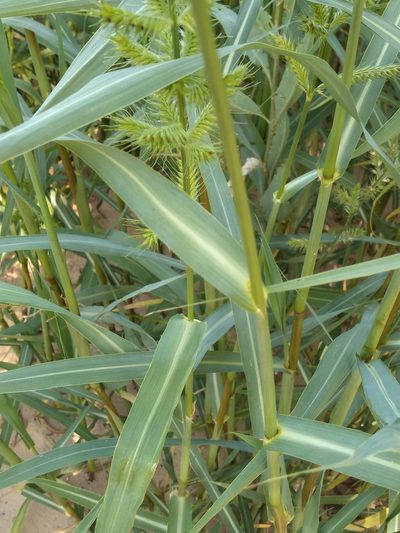 Echinochloa polystachya, photographed by Leonel Roget