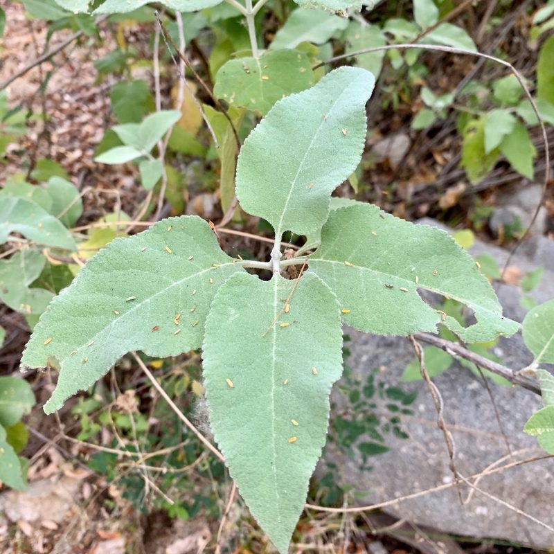 Buddleja crotonoides, photographed by Bill Levine