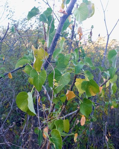 Cottsia californica, photographed by Bill Levine