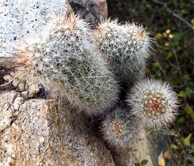 Cochemiea phitauiana, photographed by Bill Levine
