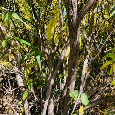 Gouania rosei, photographed by Bill Levine