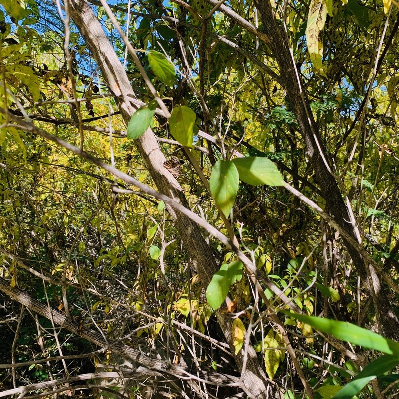 Gouania rosei, photographed by Bill Levine