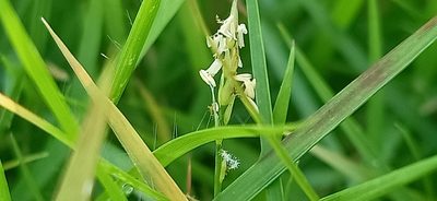 Zoysia matrella, photographed by Ong Jyh Seng