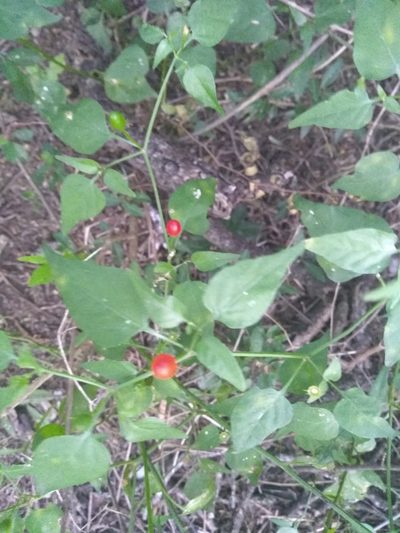 Capsicum chacoense, photographed by Leonel Roget