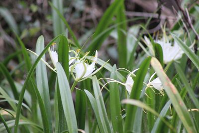 Hymenocallis rotata, photographed by Isaac Krone