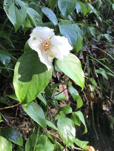 Stewartia ovata, photographed by Evelyn Davis