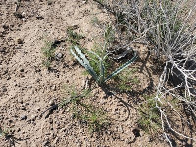 Hesperocallis undulata, photographed by Bob Miller
