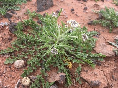 Lepidium thurberi, photographed by Cecelia Alexander