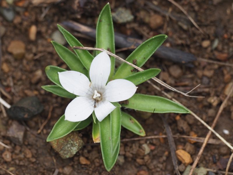 Craterocapsa tarsodes, photographed by Nathan Earley