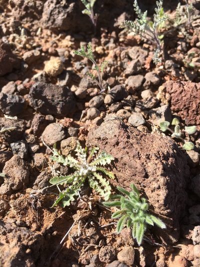 Gilia mexicana, photographed by Cecelia Alexander
