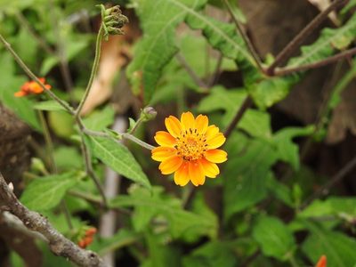 Smallanthus oaxacanus, photographed by Neptalí Ramírez Marcial