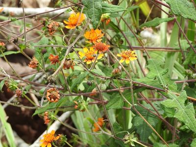 Smallanthus oaxacanus, photographed by Neptalí Ramírez Marcial