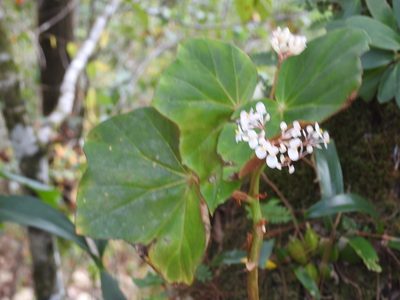 Begonia pinetorum, photographed by Neptalí Ramírez Marcial