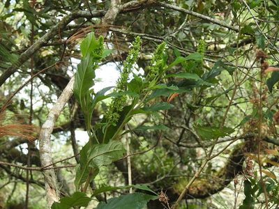 Salvia collinsii, photographed by Neptalí Ramírez Marcial