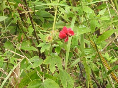 Sabdariffa uncinella, photographed by Neptalí Ramírez Marcial