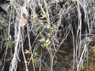 Dinema polybulbon, photographed by Neptalí Ramírez Marcial
