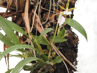 Rhynchostele stellata, photographed by Neptalí Ramírez Marcial