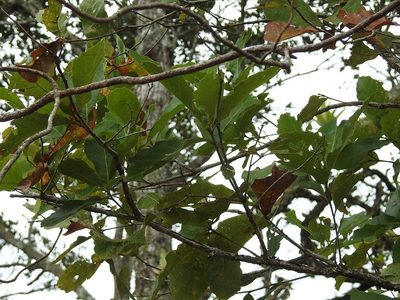 Quercus glaucescens, photographed by Neptalí Ramírez Marcial