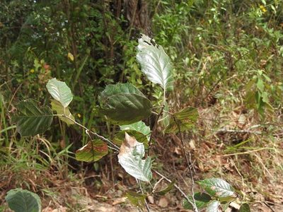 Quercus scytophylla, photographed by Neptalí Ramírez Marcial