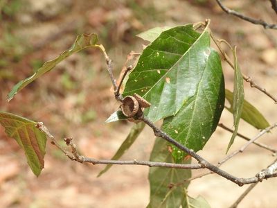 Quercus scytophylla, photographed by Neptalí Ramírez Marcial