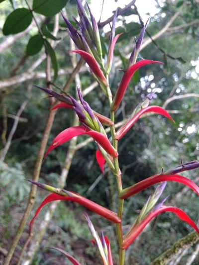 Tillandsia leiboldiana, photographed by Diana Fuentes