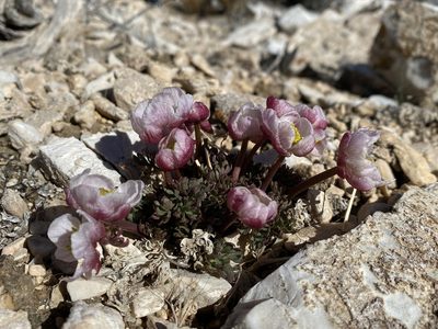 Ranunculus andersonii, photographed by Matt Berger