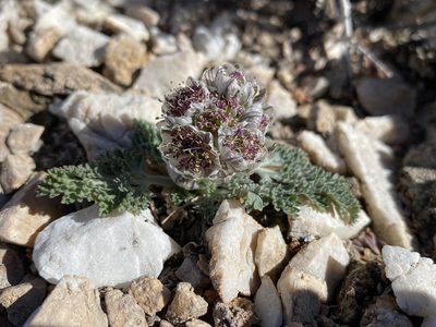 Vesper purpurascens, photographed by Matt Berger