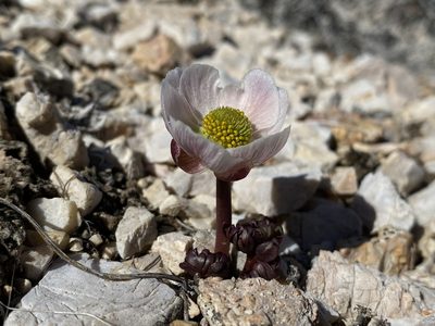 Ranunculus andersonii, photographed by Matt Berger