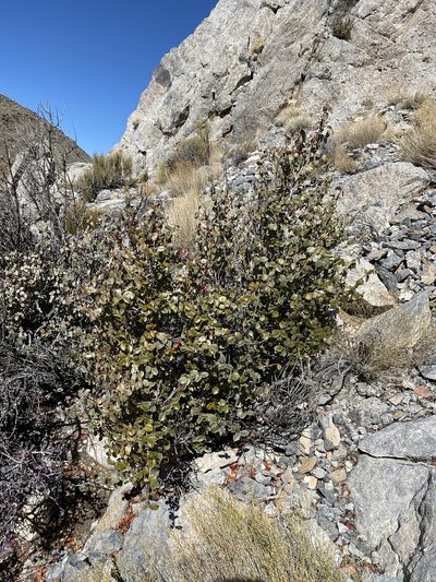 Tetracoccus ilicifolius, photographed by Matt Berger