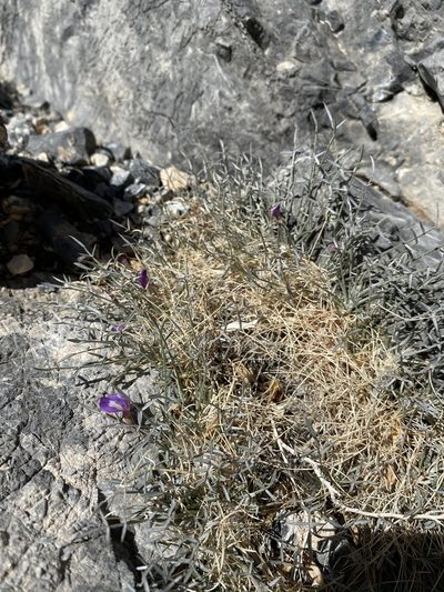 Astragalus panamintensis, photographed by Matt Berger