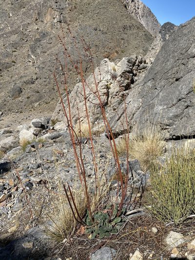 Eriogonum intrafractum, photographed by Matt Berger