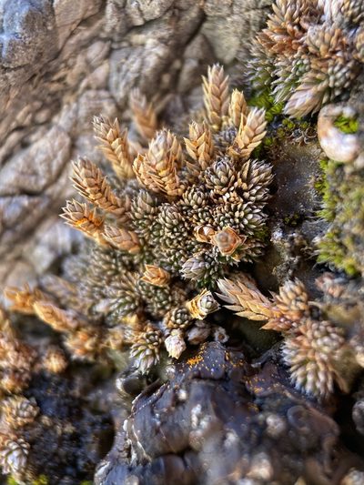 Selaginella leucobryoides, photographed by Matt Berger
