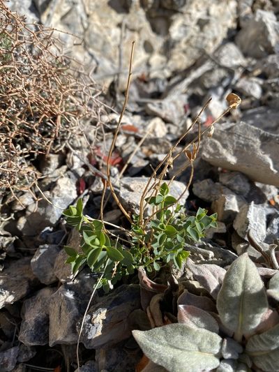 Euphorbia schizoloba, photographed by Matt Berger