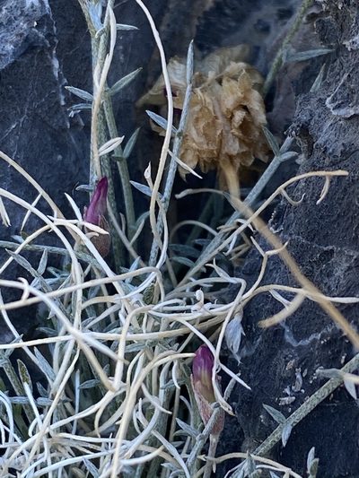 Astragalus panamintensis, photographed by Matt Berger