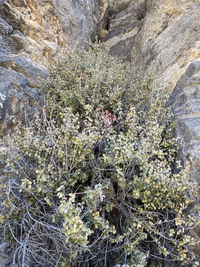 Tetracoccus ilicifolius, photographed by Matt Berger