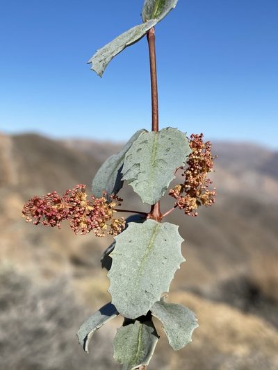 Tetracoccus ilicifolius, photographed by Matt Berger