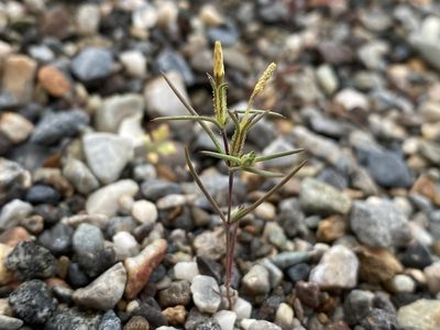 Linanthus jonesii, photographed by Matt Berger