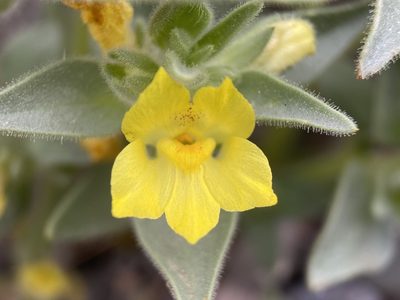 Mohavea breviflora, photographed by Matt Berger